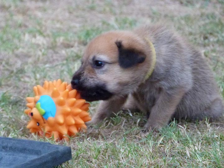 chinook dog